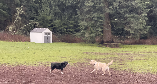 Eddie & Friends Dog Park photo 1